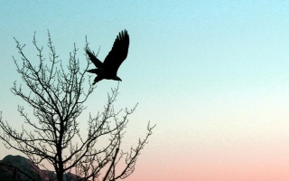 Eagle_1