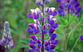 Extra-_Lupine3
