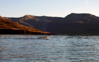 Whale_2