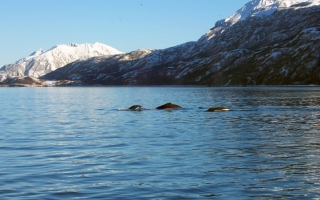 Whale_3