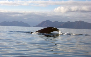Whale_Tale